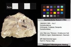 Foto (Objket + Etiketten) von Goniodromites sp. 